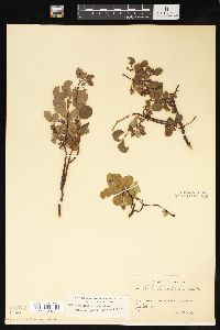 Salix ovalifolia var. cyclophylla image