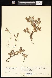 Salix ovalifolia var. cyclophylla image