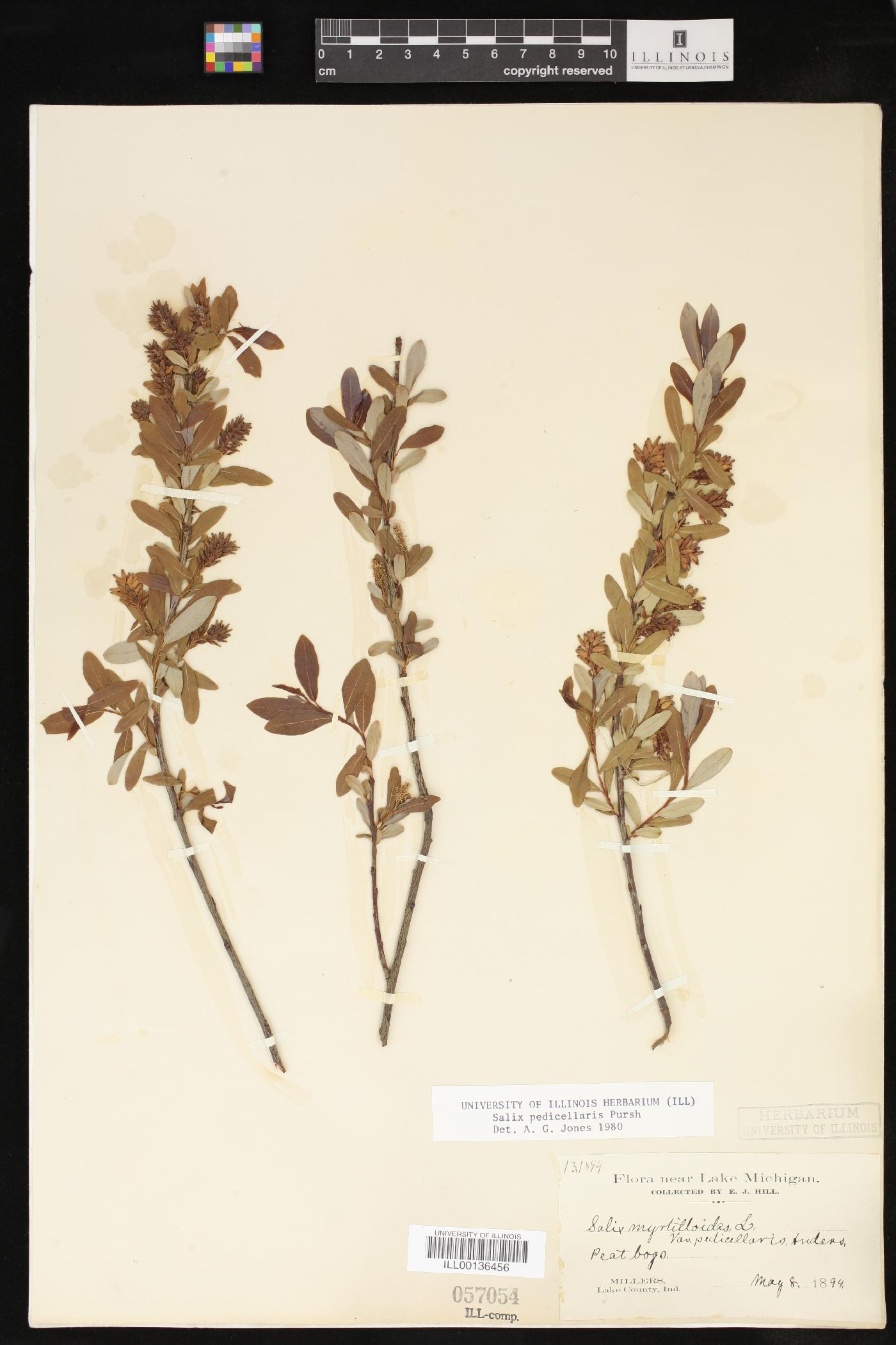 Salix pedicellaris image