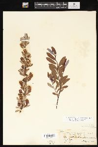 Salix pedicellaris image