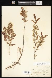 Salix pedicellaris image