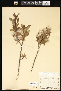 Salix pedicellaris image