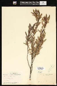 Salix pedicellaris image