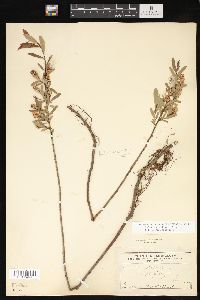 Salix pedicellaris image