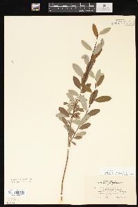 Salix pedicellaris image