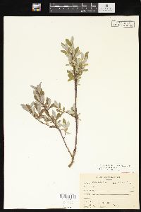 Salix pedicellaris image