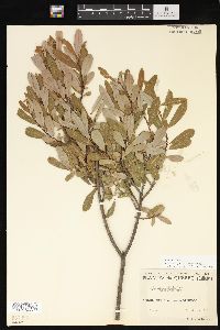 Salix pedicellaris image