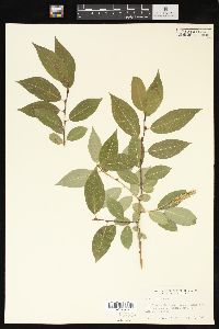 Salix pentandra image