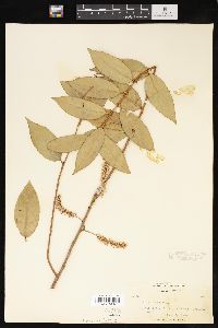 Salix pentandra image