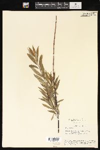 Salix petiolaris image