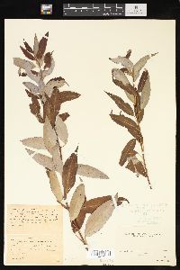 Salix petiolaris image