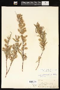 Salix petiolaris image