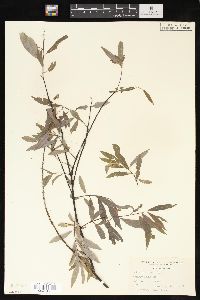 Salix petiolaris image