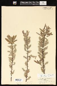 Salix petiolaris image