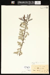 Salix petiolaris image