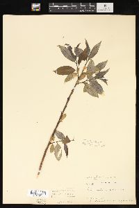 Salix petiolaris image