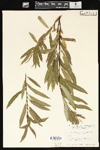 Salix petiolaris image