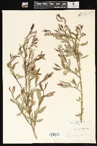 Salix petiolaris image