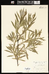 Salix petiolaris image