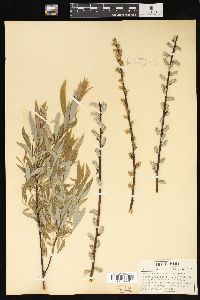 Salix petiolaris image