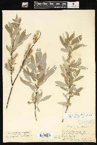 Salix petiolaris image