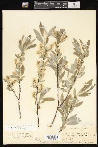 Salix petiolaris image