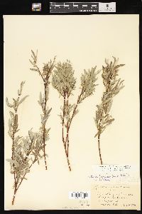 Salix petiolaris image