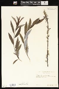 Salix petiolaris image