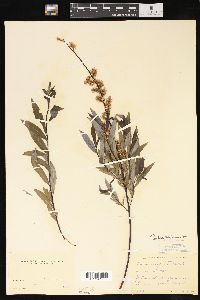 Salix petiolaris image