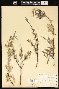 Salix petiolaris image