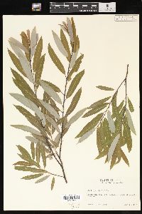 Salix petiolaris image