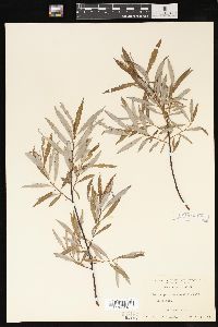 Salix petiolaris image