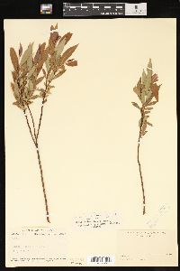 Salix petiolaris image