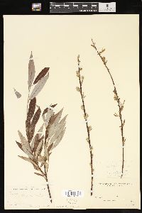 Salix petiolaris image