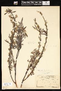 Salix petiolaris image