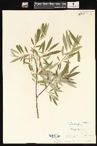 Salix petiolaris image