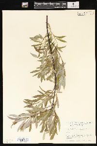 Salix petiolaris image