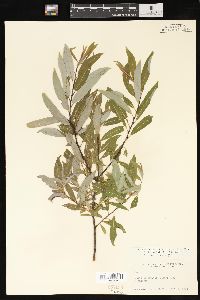 Salix petiolaris image