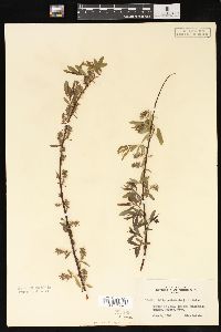 Salix petiolaris image