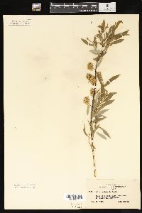 Salix petiolaris image