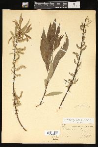 Salix petiolaris image