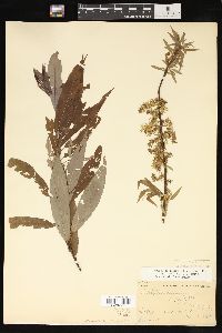 Salix petiolaris image