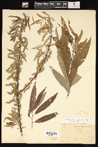 Salix petiolaris image