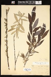 Salix petiolaris image