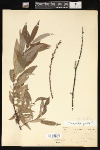 Salix petiolaris image