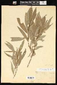 Salix petiolaris image