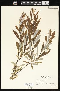 Salix petiolaris image