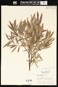 Salix petiolaris image