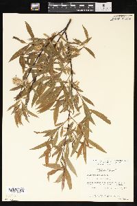 Salix petiolaris image