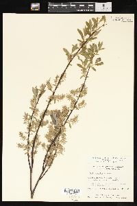 Salix petiolaris image